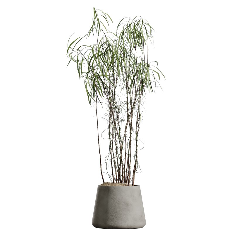 AV Indoor Plants Set 400 Japandi Decorative and Dracaena Warnecki and Bird Of Paradise and Mission Olive - Image 2