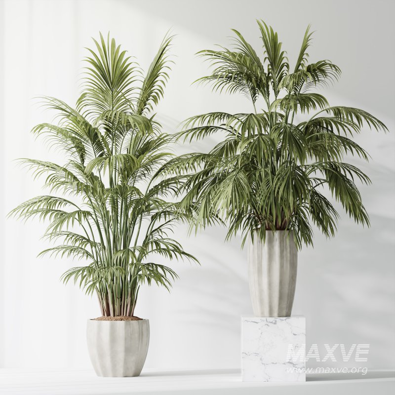 AV Indoor Plants Set 397 Zamiifolia and Giant Monstera and Dracaena Warneckii Lemon and Areca Palm - Image 10
