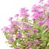 Spirea Japonica Bush 03 - Thumbnail 3