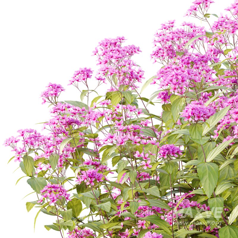 Spirea Japonica Bush 03 - Image 3