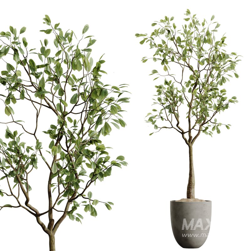 AV Indoor Plants Set 400 Japandi Decorative and Dracaena Warnecki and Bird Of Paradise and Mission Olive - Image 4