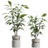 AV Indoor Plants Set 383 Yucca and Ficus Marginata and Banana Nicolai and Ficus Fig - Thumbnail 5