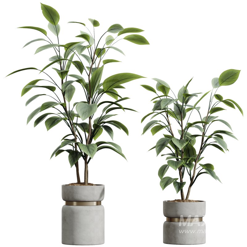AV Indoor Plants Set 383 Yucca and Ficus Marginata and Banana Nicolai and Ficus Fig - Image 5