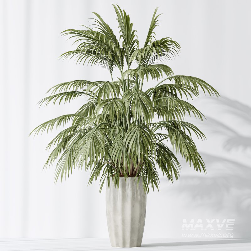 AV Indoor Plants Set 397 Zamiifolia and Giant Monstera and Dracaena Warneckii Lemon and Areca Palm - Image 11