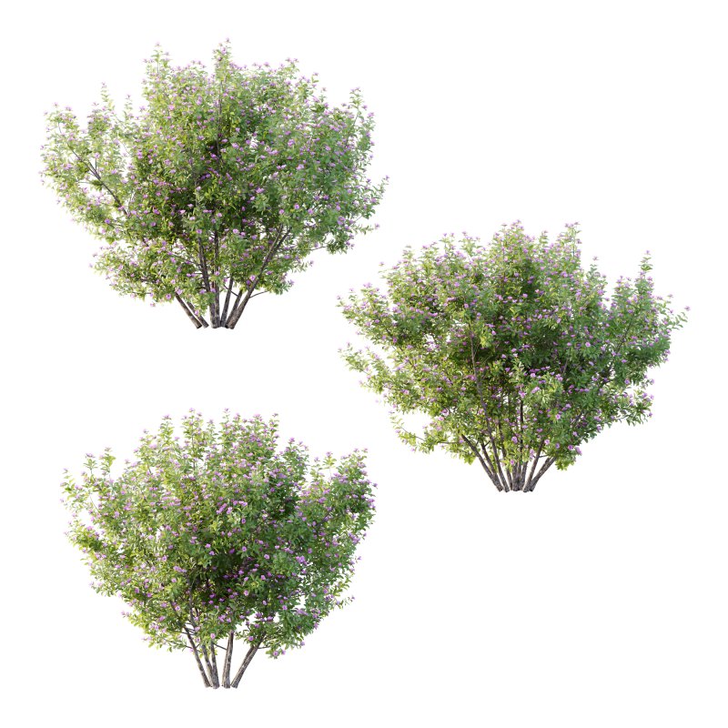 Leucophyllum frutescens Bush 08 - Image 1