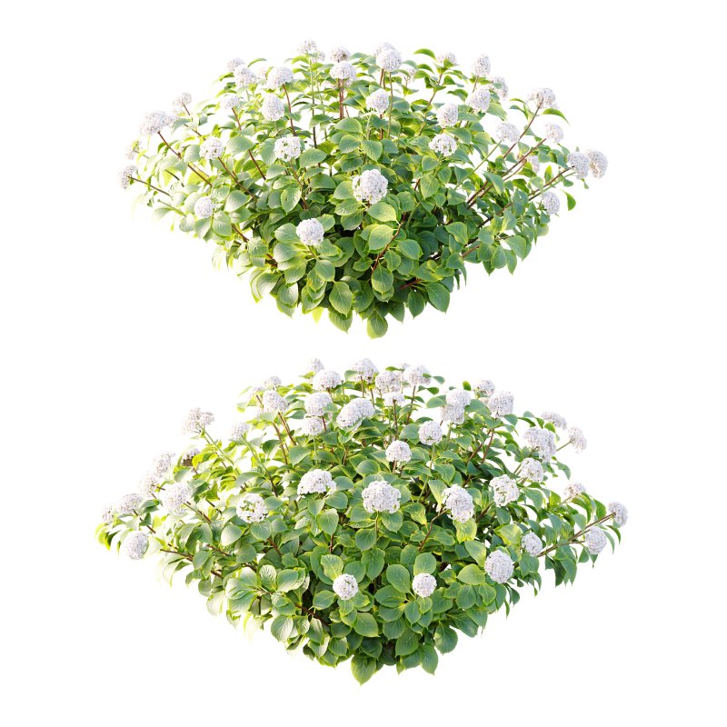 hydrangea arborescens Bush 08 - Image 5