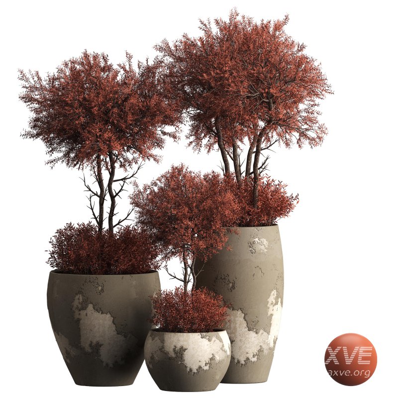 Indoor plant 074 - Image 3