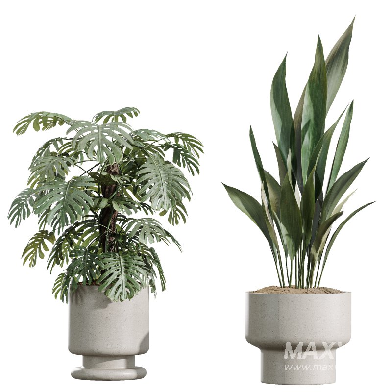 AV Indoor Plants Set 372 Monstera and Aspidistra and Japandi and Dracaena Warneckii - Image 4