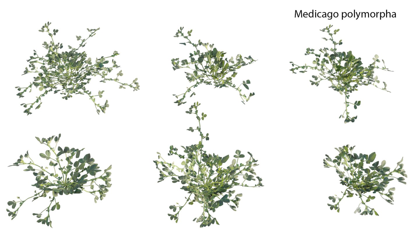 Collection 18 – Chinese garden - Image 20