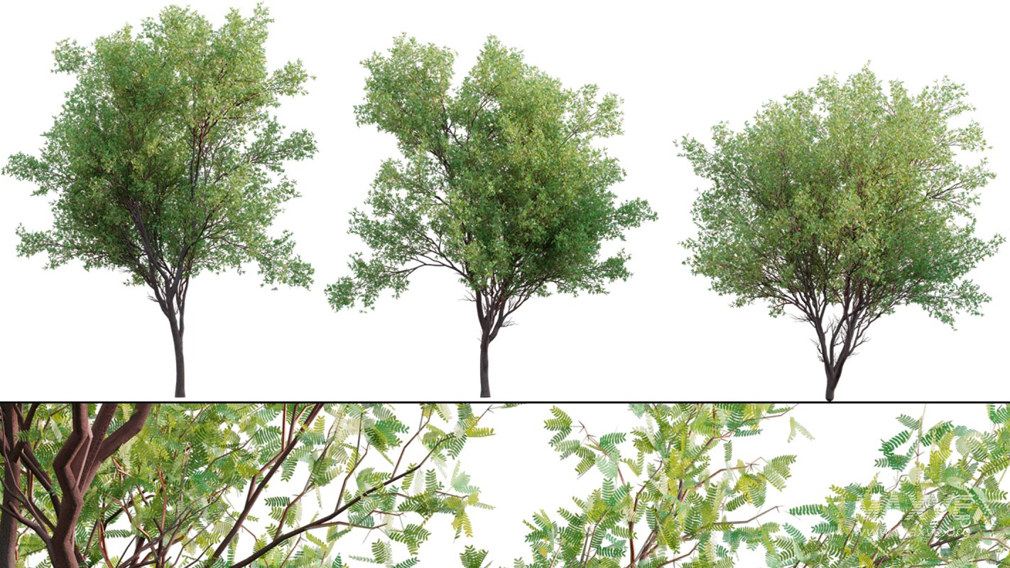 Collection 23 – Mexican Plants - Image 34