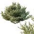 ntal olive shrubs designed for realistic architectural visualization and Mediterranean landscape rendering. - Thumbnail 3