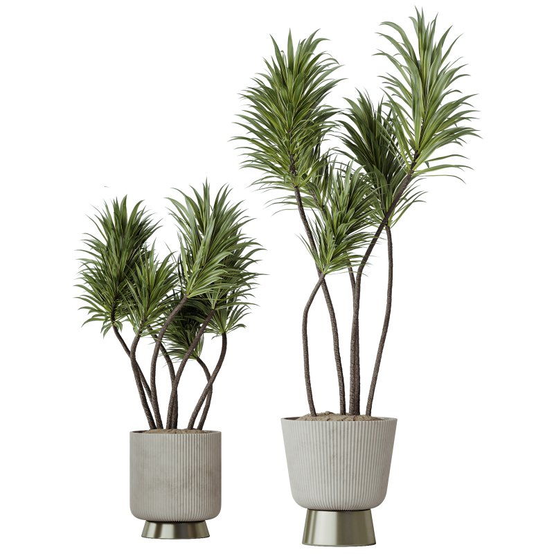 AV Indoor Plants Set 401 Mission Kalamata and Spineless Yucca and Elegant Monstera - Image 2