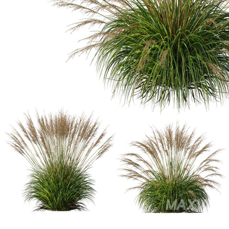 ntal grasses, designed for photorealistic landscape visualizations. - Image 8