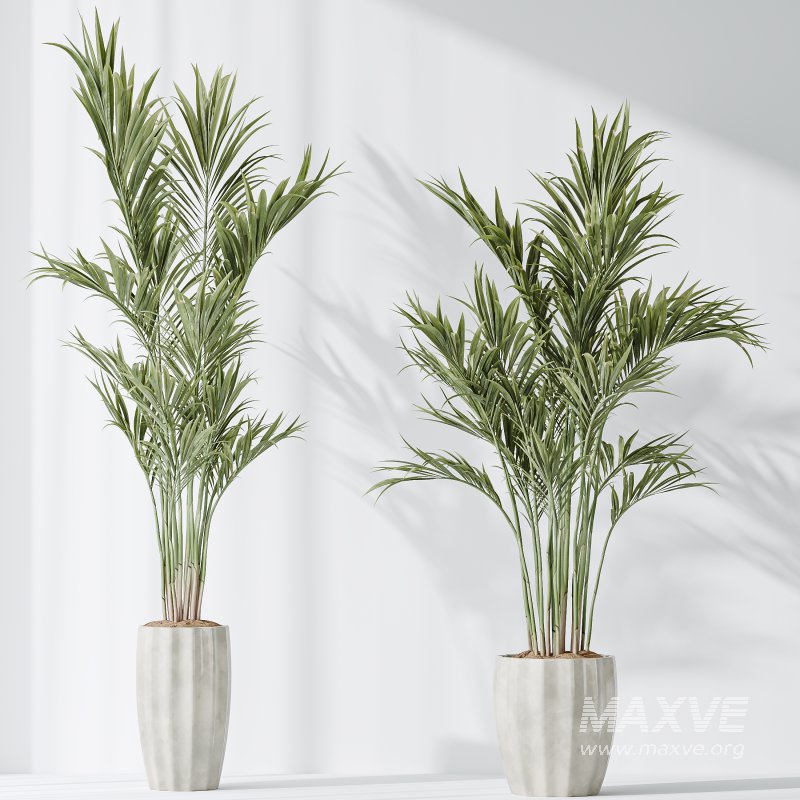 AV Indoor Plants Set 378 Arbequina Olive and Ficus Cyathistipula and Areca Palm - Image 4