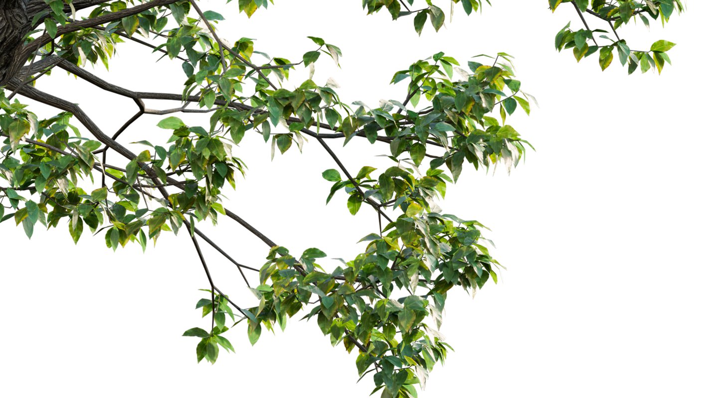 Collection 18 – Chinese garden - Image 12