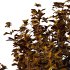 Leucophyllum frutescens Bush 08 - Thumbnail 6