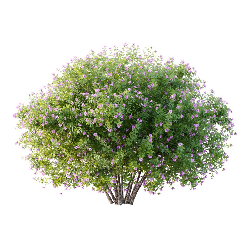 Leucophyllum frutescens Bush 06 - Image 1