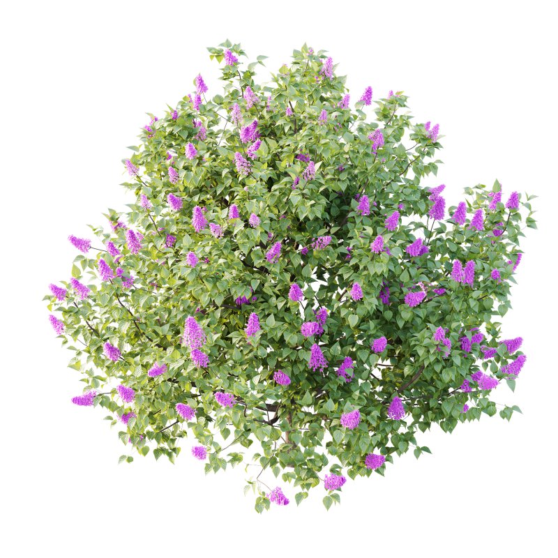 Lilac Syringa Vulgaris Tree 03 - Image 1