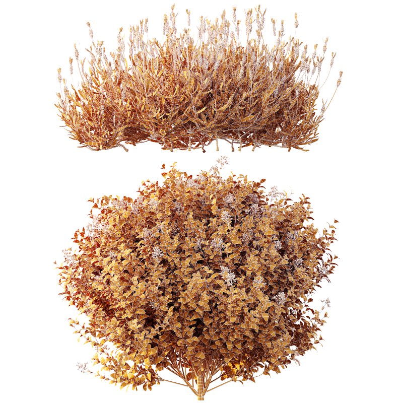 AV Ligustrum Ovalifolium Argenteum Aureum and Lavandula Pedunculata Atlantica Stoechas Subpedunculata - Image 11