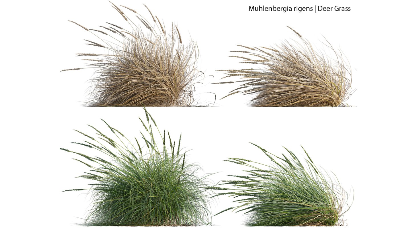 Collection 22 – Australian Plants - Image 31