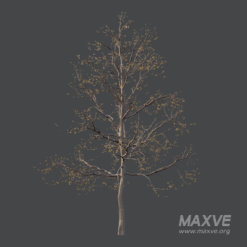 Mountain Ash Tree 07 - Image 4