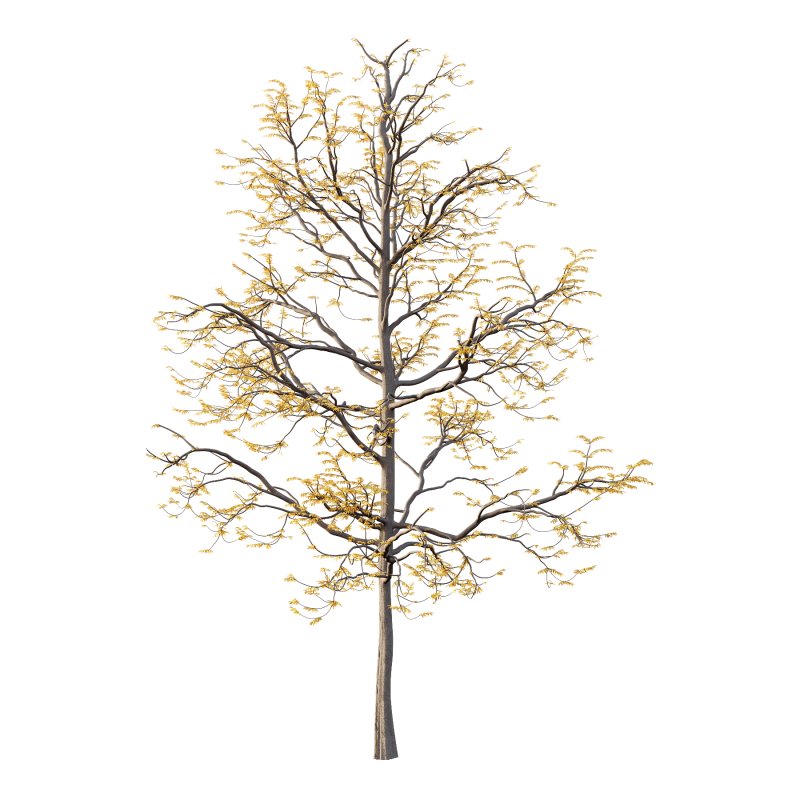 Mountain Ash Tree 08 - Image 1