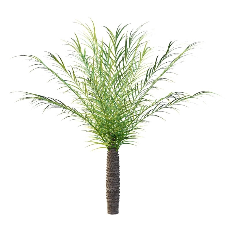 Phoenix roebelenii Palm Trees 05 - Image 3