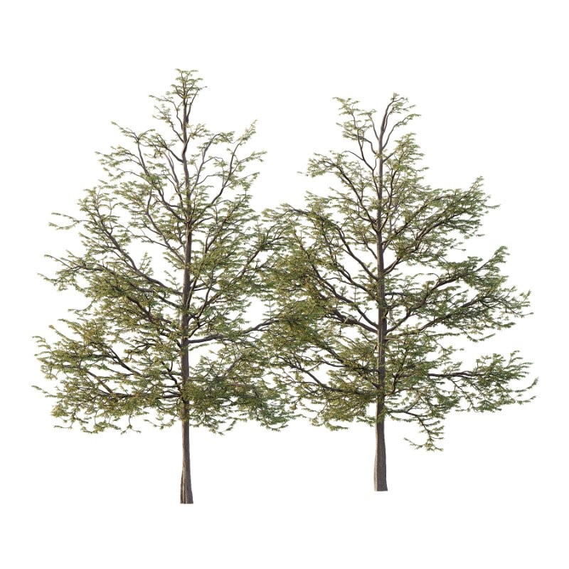 Mountain Ash Tree 10 - Image 1