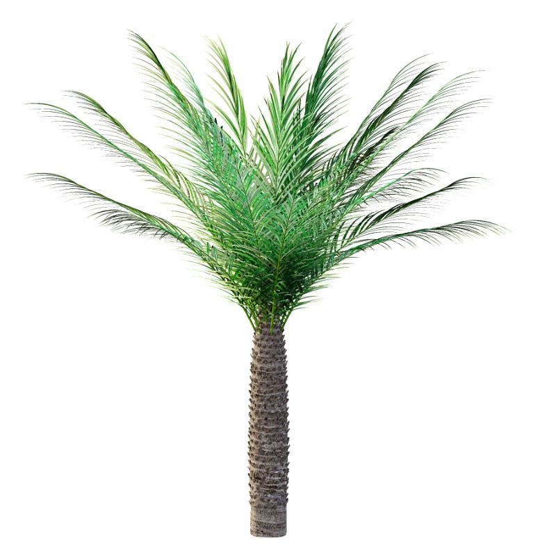 Phoenix roebelenii Palm Trees 06 - Image 3