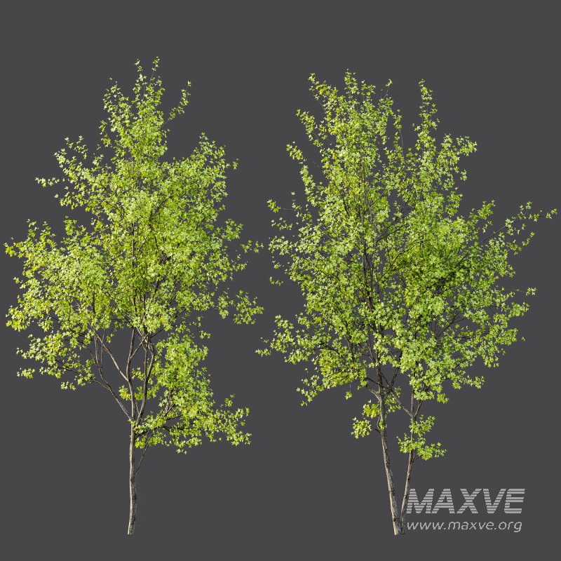 AV Acer Saccharinum and European Bladdernut Spring 2 Trees - Image 6