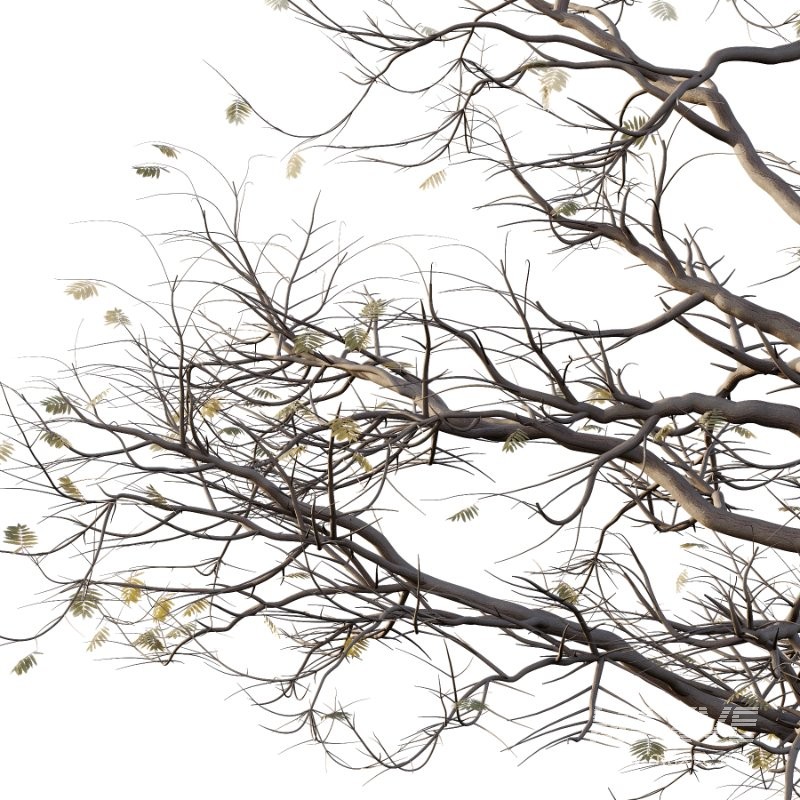 Mountain Ash Tree 18 - Image 3