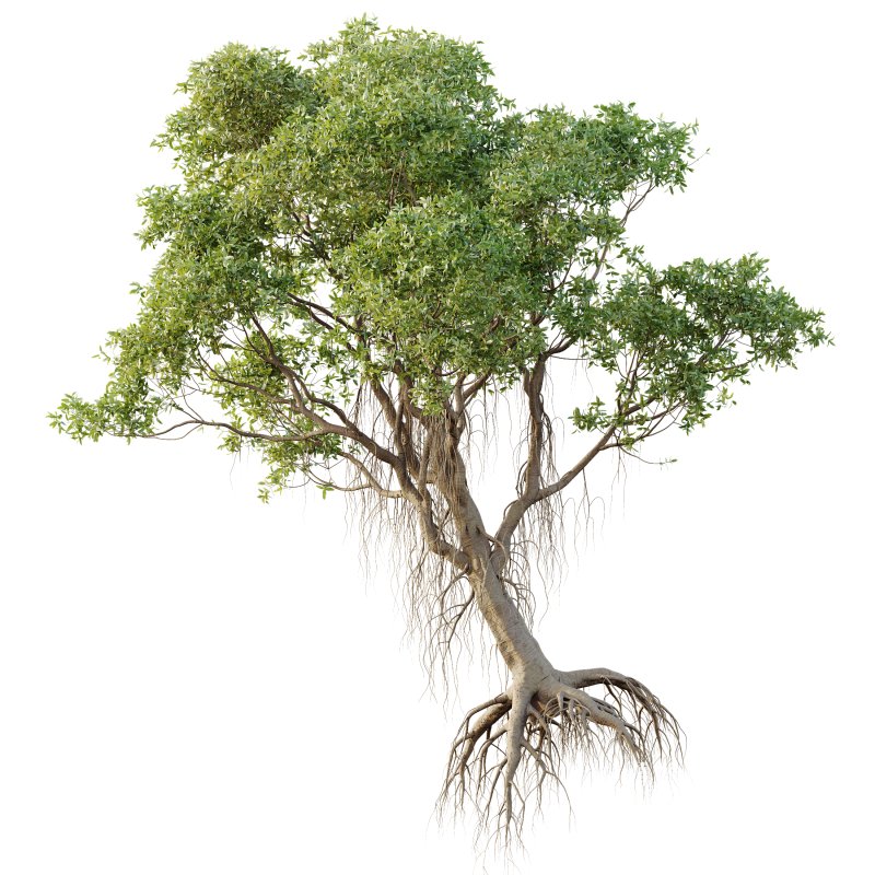 AV 2 Trees Mangrove Gray Avicennia Marina - Image 2