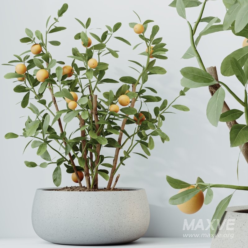 AV Indoor Plants Set 410 Orange Palm Ficus Marginata Olive - Image 1