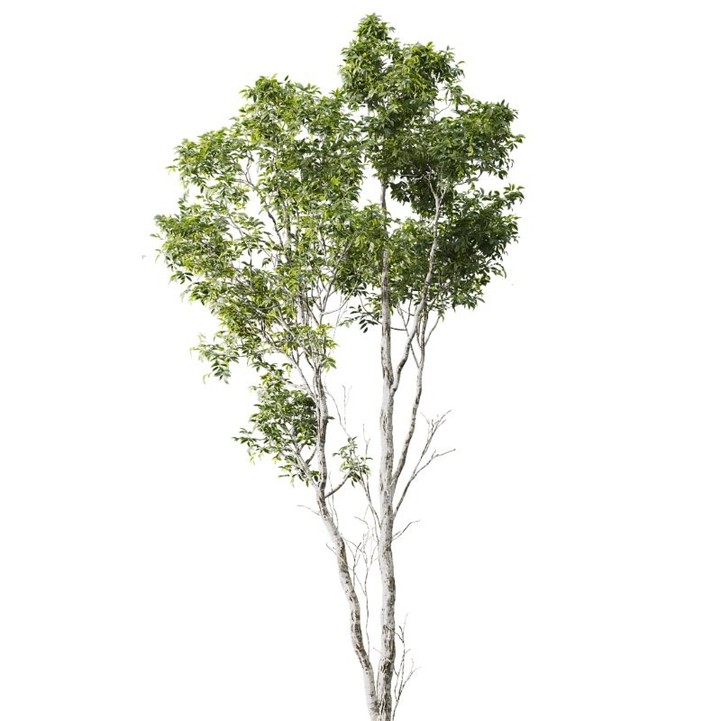 AV 4 trees Castanea Sativa and Betula Pendula - Image 1