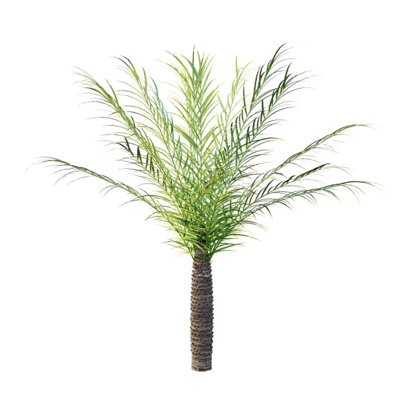 Phoenix roebelenii Palm Trees 05 - Image 5