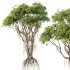 AV 2 Trees Mangrove Gray Avicennia Marina - Thumbnail 3