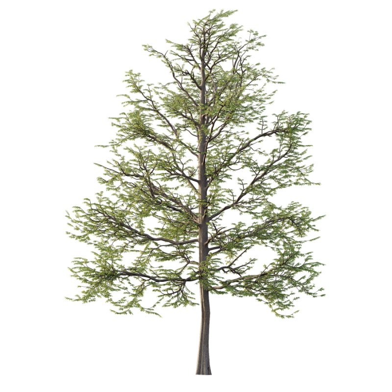 Mountain Ash Tree 15 - Image 3