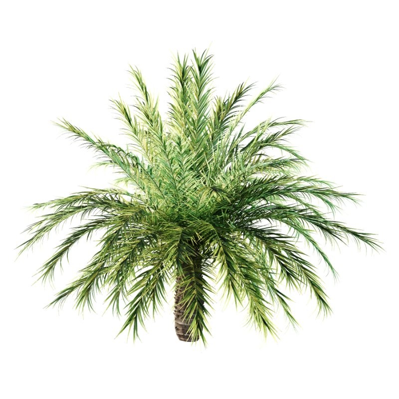 Phoenix roebelenii Palm Trees 03 - Image 2