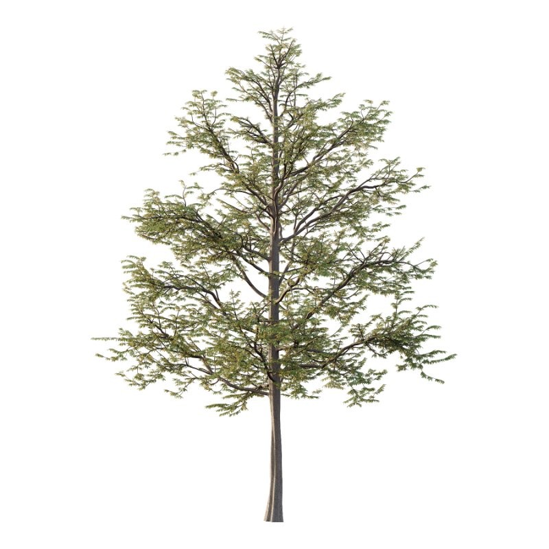 Mountain Ash Tree 11 - Image 3