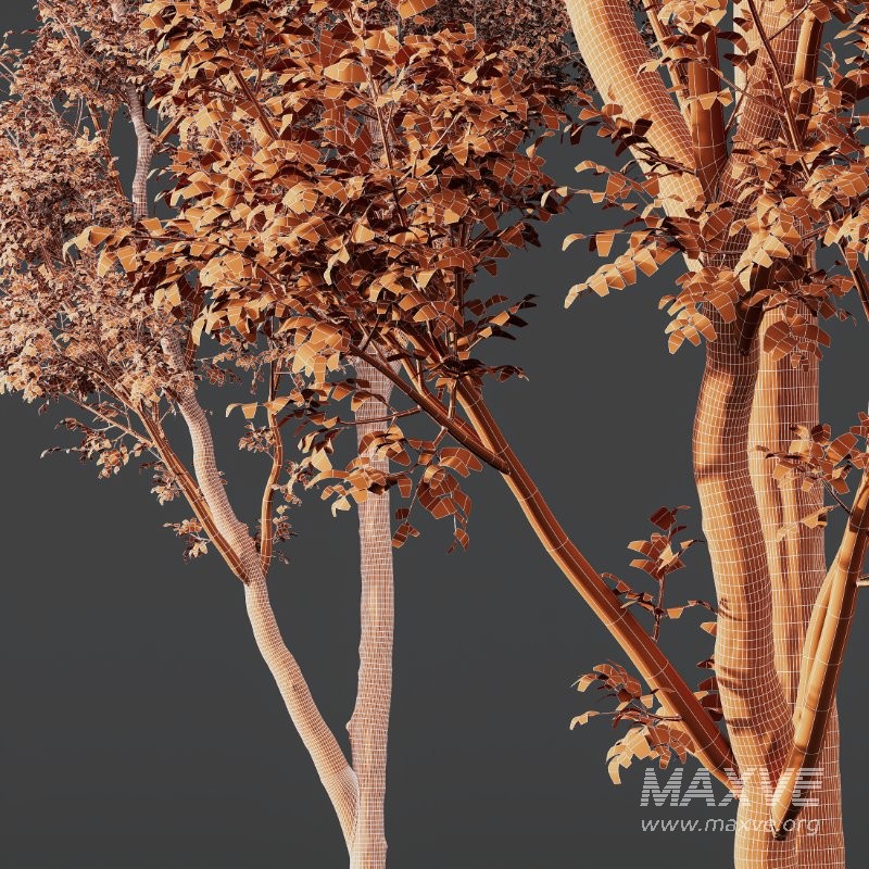 AV Celtis Australis - Image 11