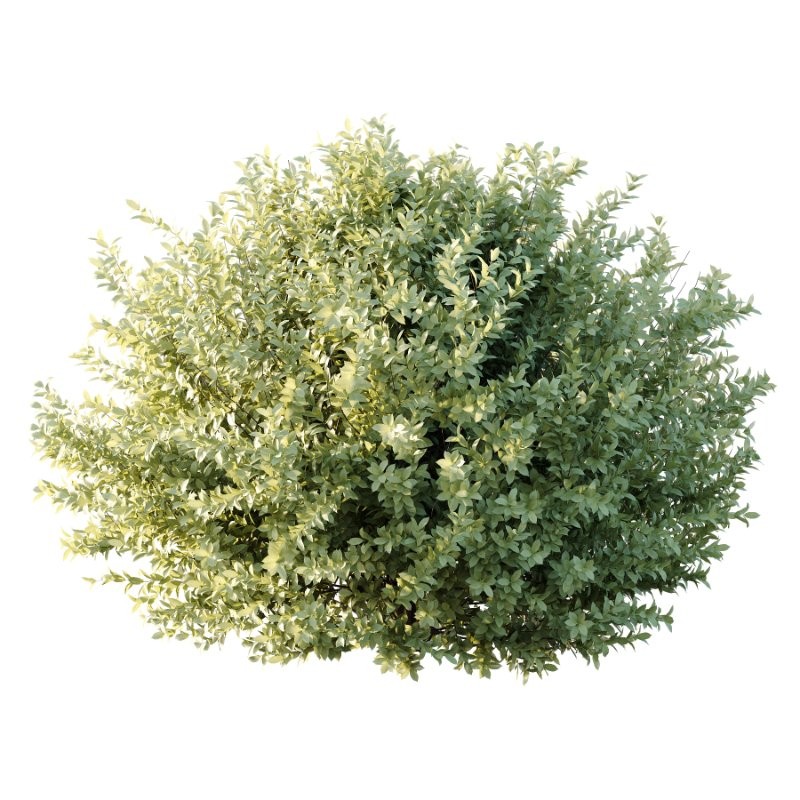 Frutices Fortescue Euonymus 09 - Image 2