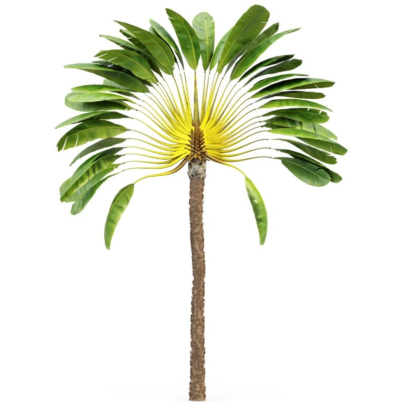 AV Ravenala Madagascariensis Travelers and Sabal Palmetto Cabbage Palm 6 Trees - Image 1