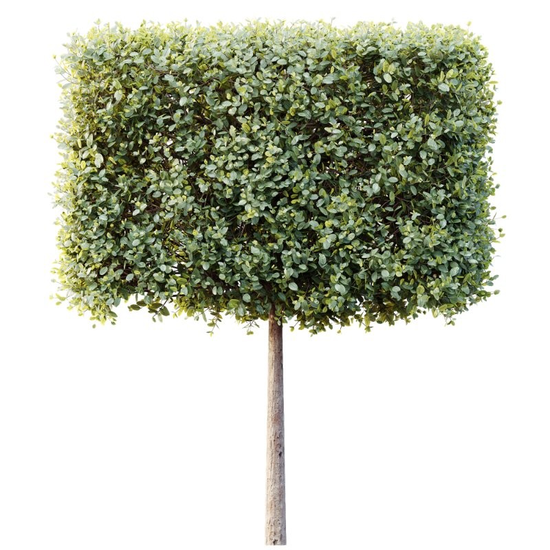 AV Plants Bush Ficus Concinna Bonsai Pruned Version12 - Image 4