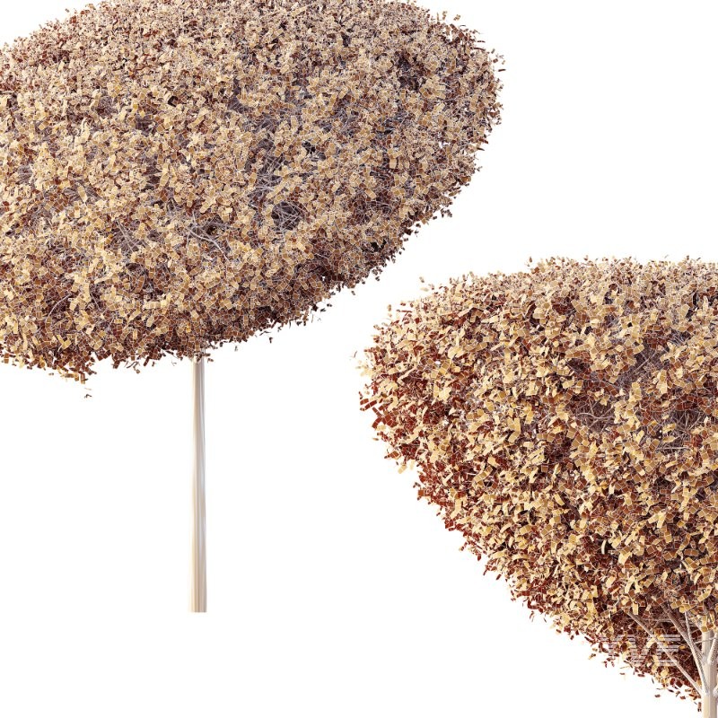 AV Plants Bush Ficus Concinna Bonsai Pruned Version15 - Image 3