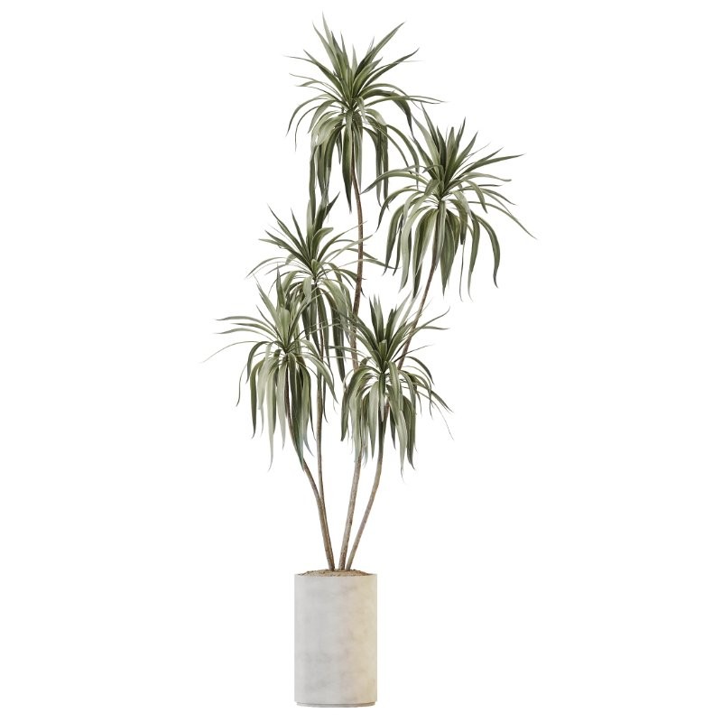 AV Indoor Plants Set 408 Banana Ficus Swiss Cheese olive Lemon - Image 1