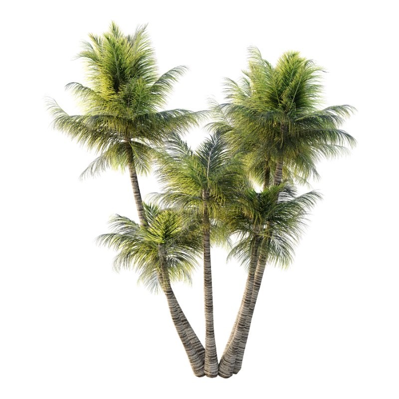 Palm Tree 02 - Image 3