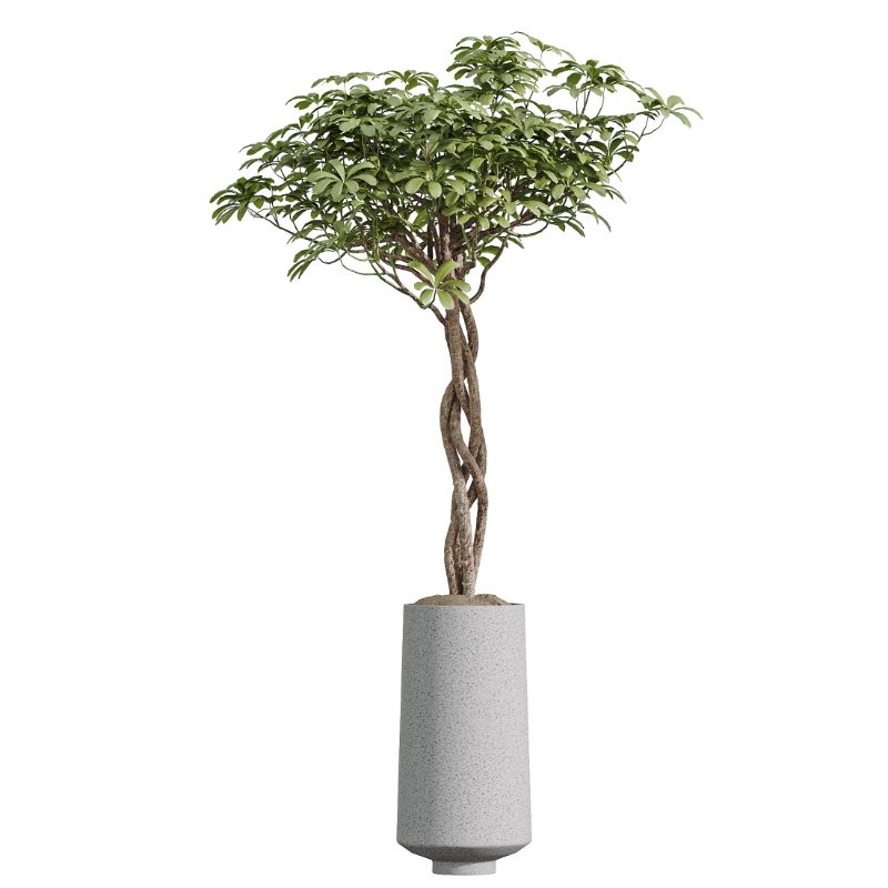 AV Indoor Plants Set 406 Cunjevoi Alocasia and Euphorbia Drupifera and Schefflera Arboricola and Yucca Elephantipes - Image 3