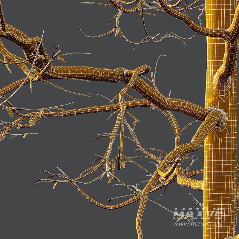 Mountain Ash Tree 02 - Image 7