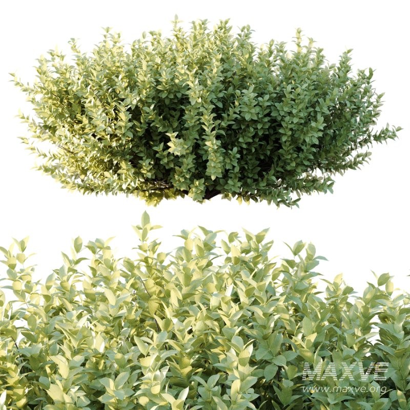 s vary widely among different species and between different English-speaking countries, but include spindle (or spindle tree), burning-bush, strawberry-bush, wahoo, wintercreeper, or simply euonymus. It has about 140 species of deciduous and evergreen shrubs, small trees and lianas. They are mostly native to East Asia, extending to the Himalayas, and they are also distributed in Europe, Australasia, North America, and Madagascar. Fifty species are endemic to China.The inconspicuous flowers occur in small groups, and can be green, yellow, pink or maroon in color depending on species. The leaves are opposite (rarely alternate) and simple ovoid, typically 2–15 cm long, and usually with a finely serrated margin. The fruit is a pink or white four- or five-valved pod-like berry, which splits open to reveal the fleshy-coated orange or red seeds. - Image 4