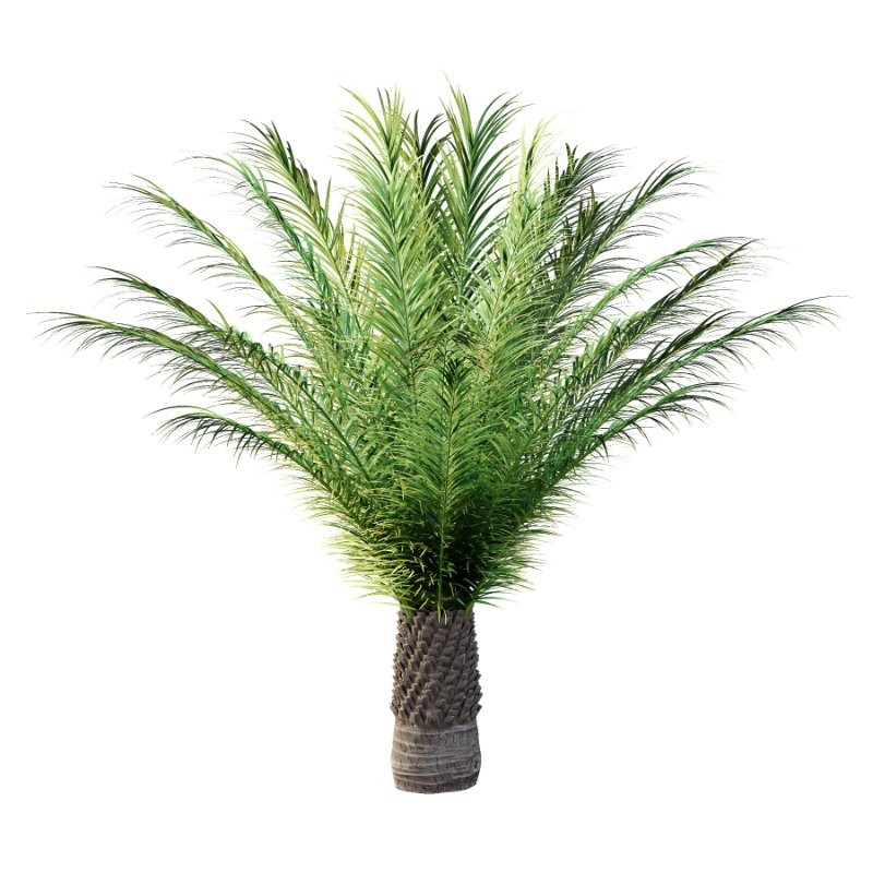 Phoenix roebelenii Palm Trees 04 - Image 3